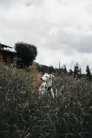 Amazing Spanish greyhound on grass of forest