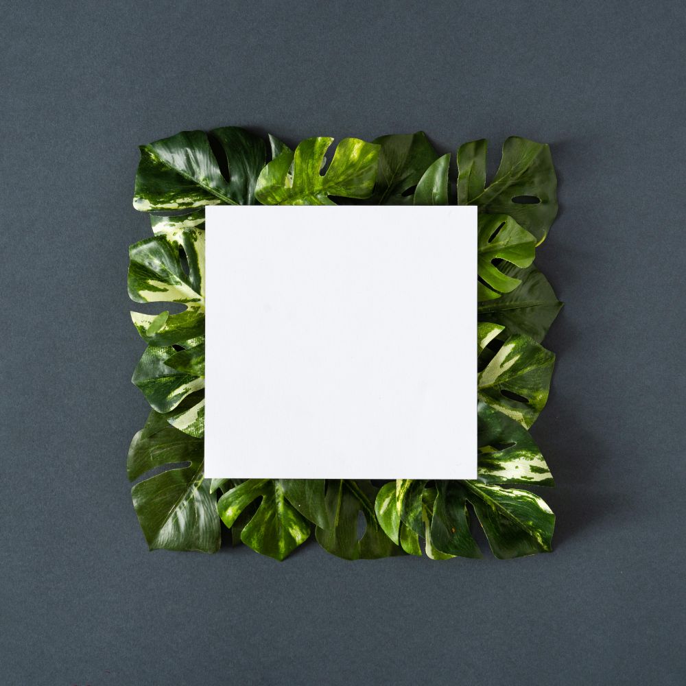 Green monstera leaves on gray background with paper card