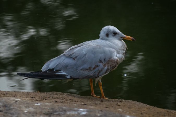 A Gull perched on rock at Vashi Creek in Maharashtra, India