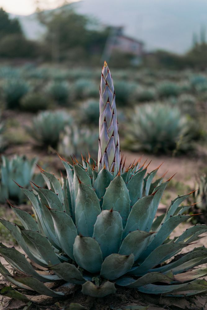 Field of blooming agave
