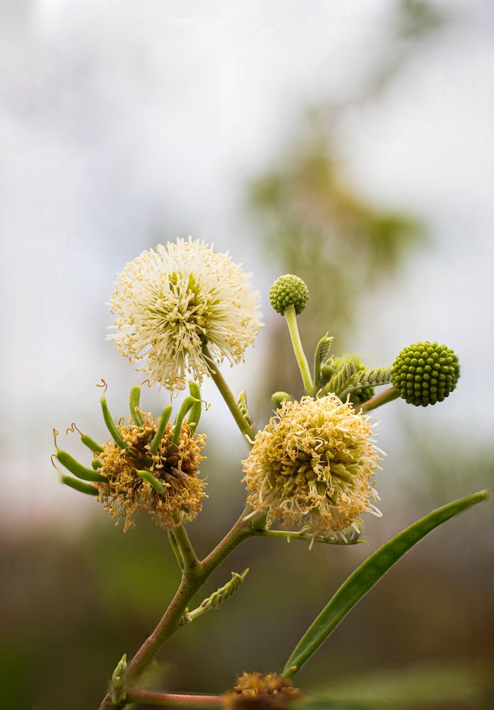 Petai cina flower, Leucaena leucocephala flower