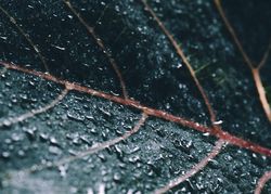 Bonsai dew on leaf
