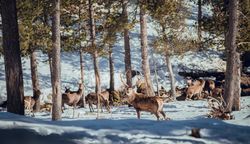 Deer pasturing between trees and snow