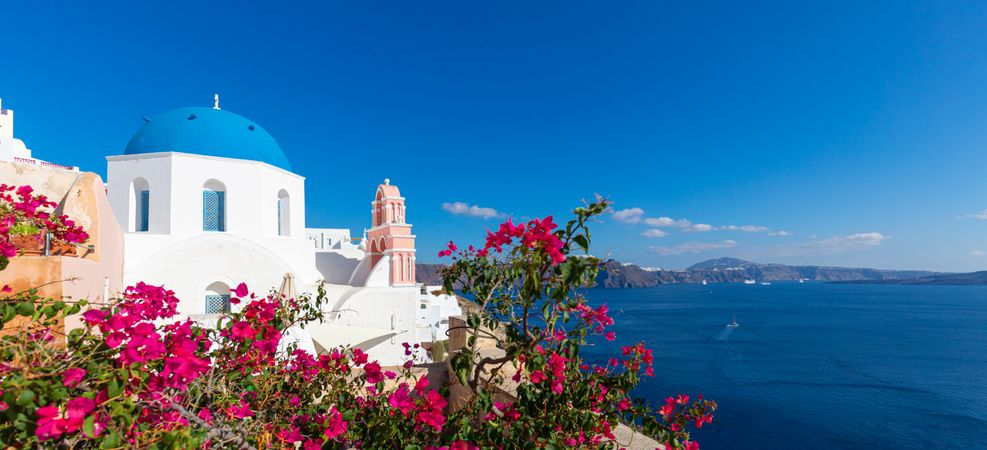 Pink flowers on the Greek island of Santorini