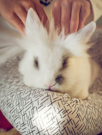 Unrecognizable person caressing white rabbit