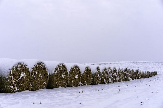 Bales of hay lined up in the snow