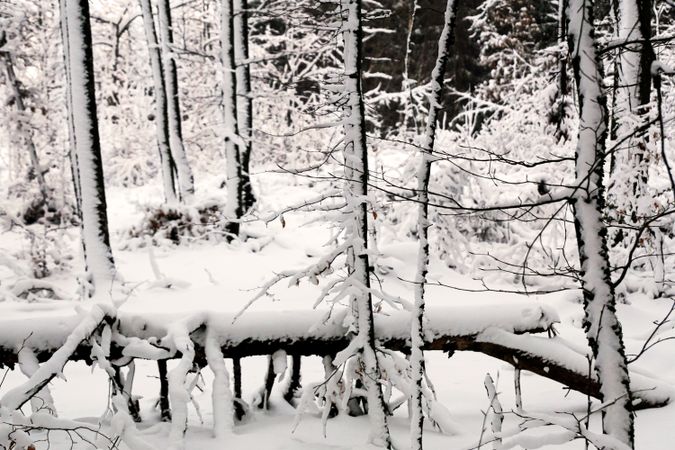 Winter forest with snowy trees
