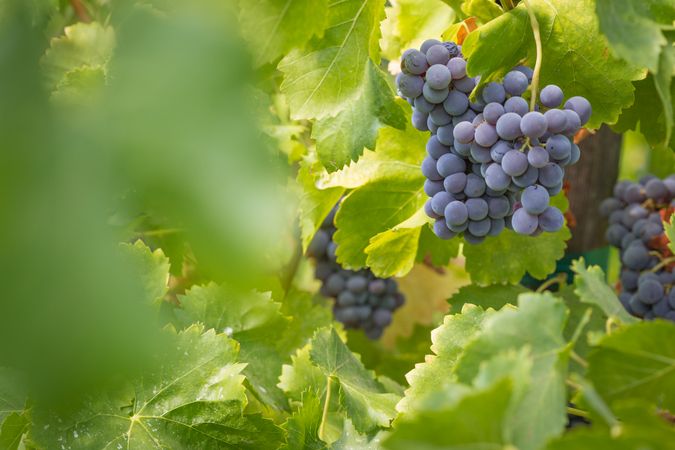 Vineyard with Lush, Ripe Wine Grapes on the Vine Ready for Harvest.