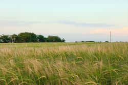 Green barley field against sky, space for text. Agriculture