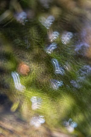Defocused plants wild meadow