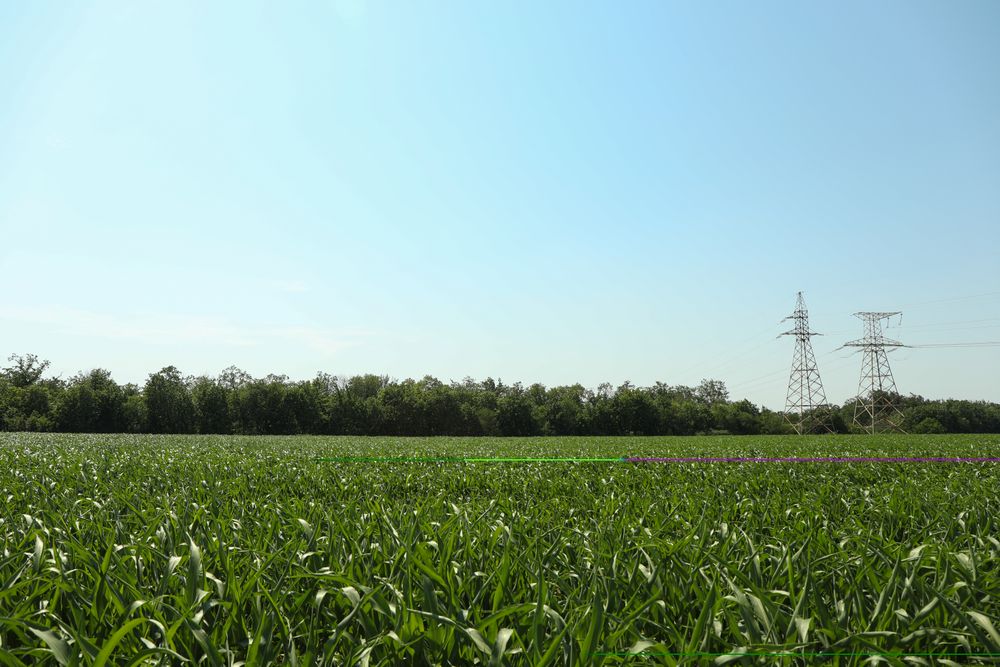 Corn field. Beautiful sunny day. Farming. Agriculture business