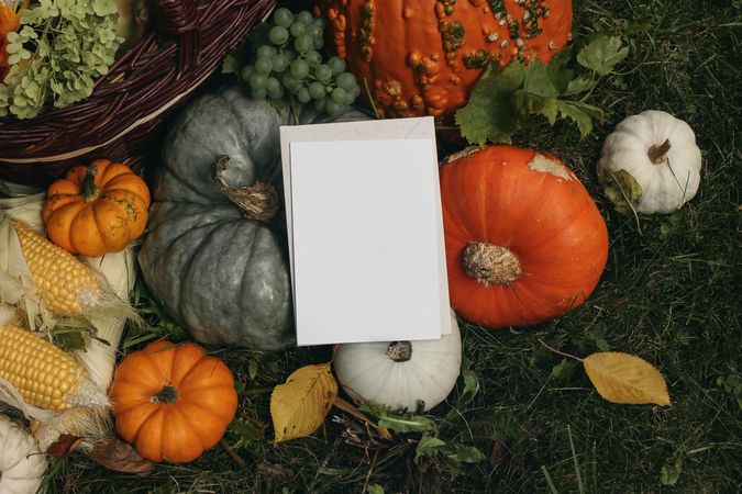 Blank greeting card, invitation mockup on pumpkins and corns on grass in sunlight