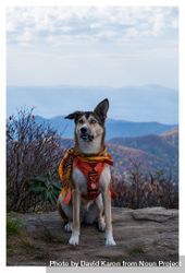 Dog with multicolored eyes in front of mountains 41q3L4