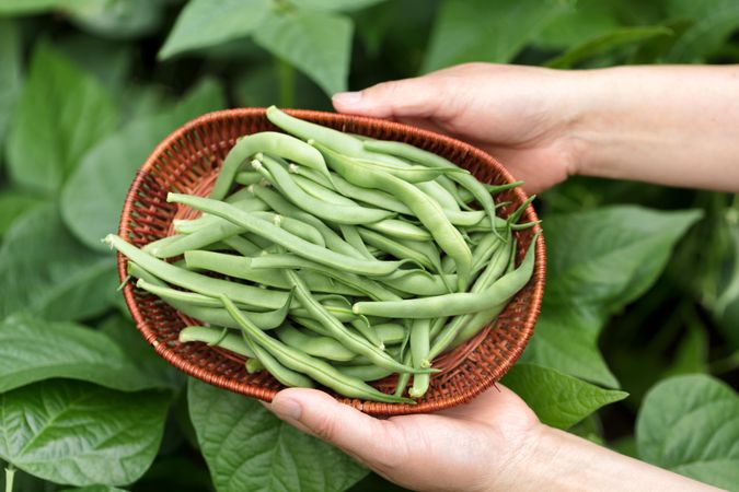 Hands holding basket of freshly harvested green beans ready to cook