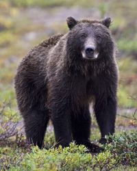 Dark grizzly pictured in august 5anRG4