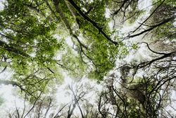 Green treetops in forest