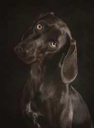 Adorable big-eyed dog on dark background