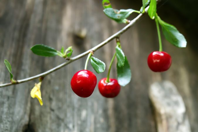 Cherry on old wooden background.
