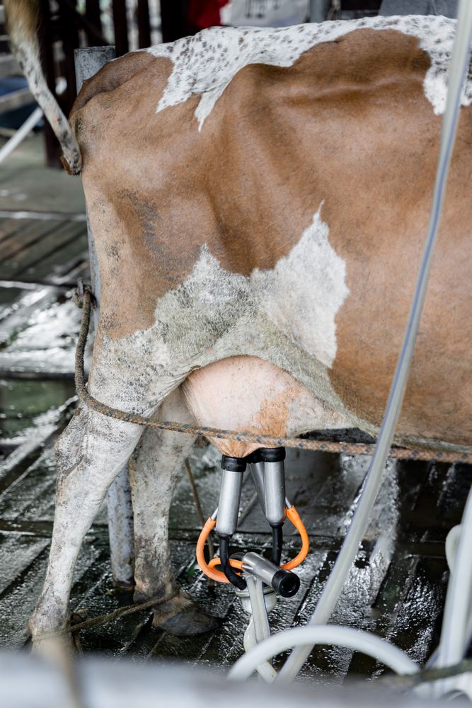 Cow milking with a dairy farm machine. Close up