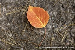 A leaf at Savanna Portage State Park in McGregor, Minnesota bDBJy5