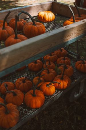 Pumpkins on two level cart