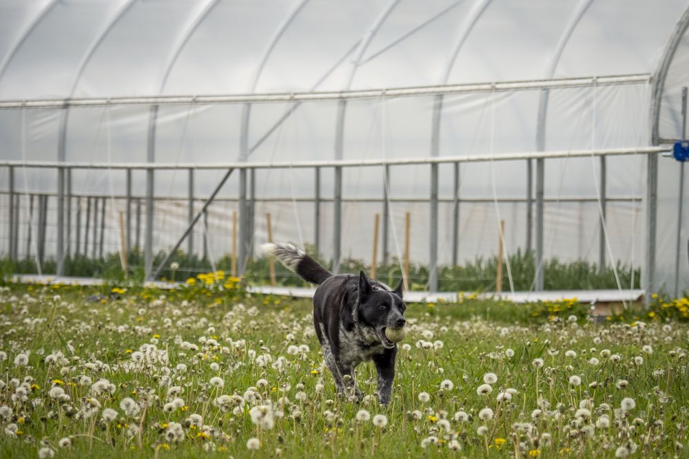Dark dog with ball running in garden center