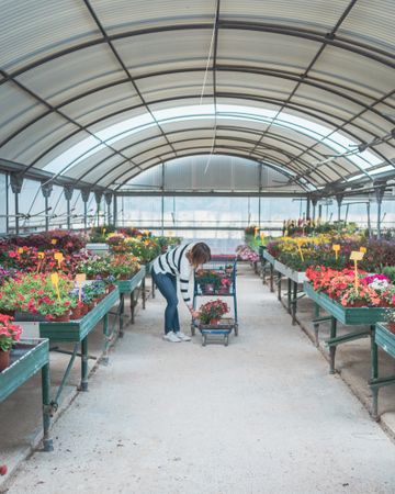 Female customer choosing flowers in greenhouse