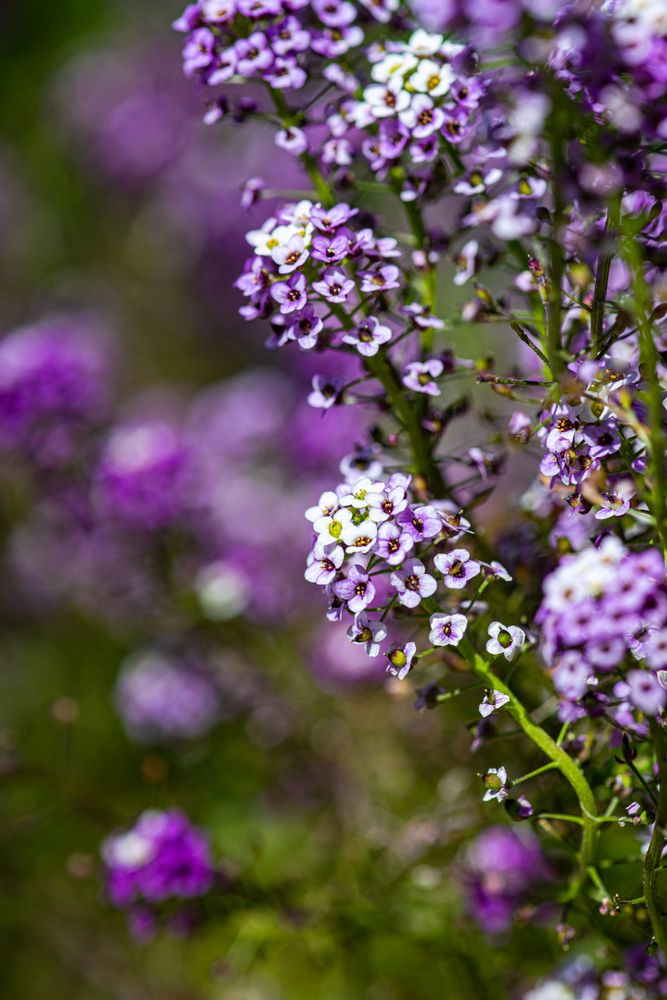 Close up of seasonal flowers