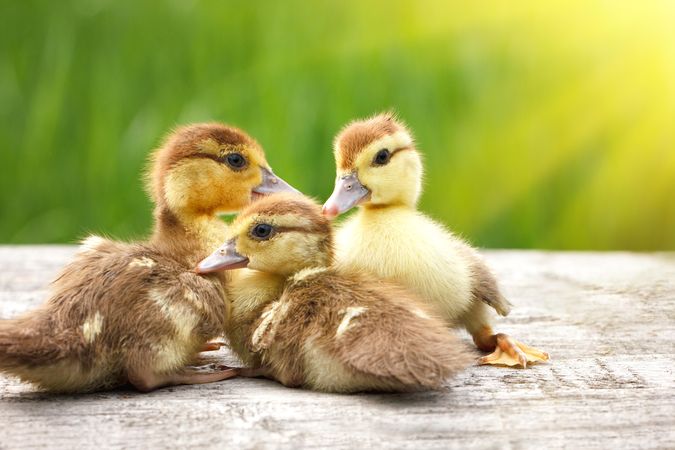 Three ducklings outdoor