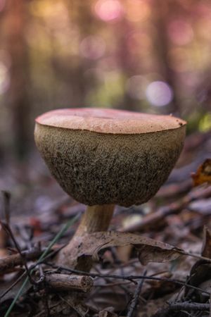 Side view of sngle boletus mushroom growing in fall forest