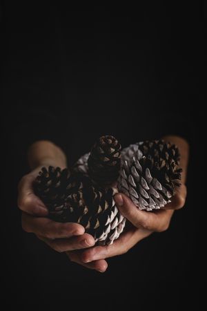 Crop person with handful of conifer cones