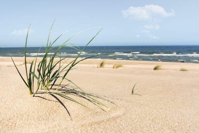 Sunny beach shore with sprouting grass
