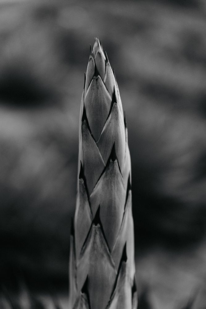 succulent plant sprout