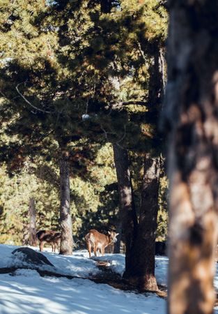 Wild sheep pasturing between trees and snow