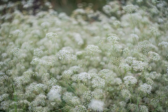 Flowering Gypsophila paniculata or panicled baby's-breath flowers