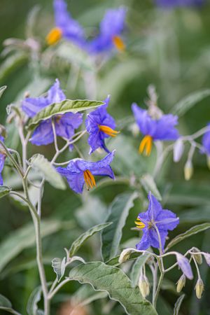 Flowering potato plant in the field