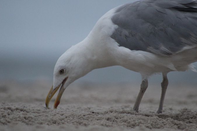 Western gull on brown sand