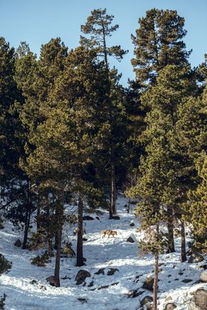 Wolf on hill near stones and snow