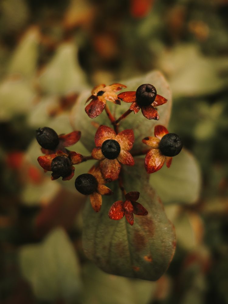 Wild poisonous ripe belladonna berries