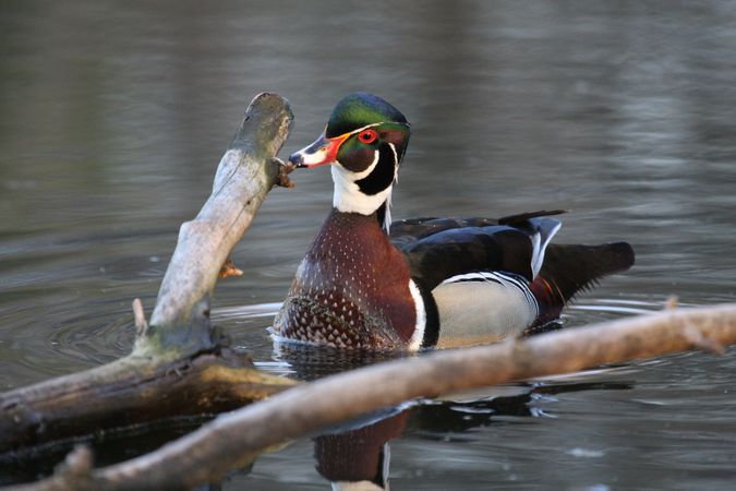 Wood duck in water