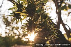 Silhouette of cannabis plant in the sun 5ozoy0