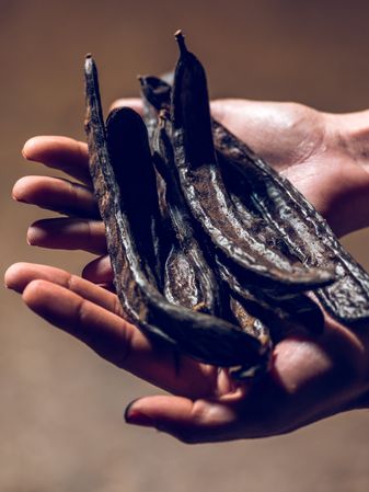 Crop person holding carob pods