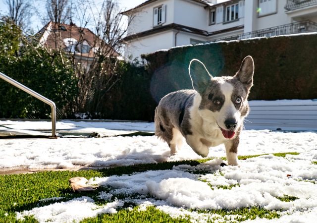 Dog breed Corgi Cardigan plays on the spring melted snow