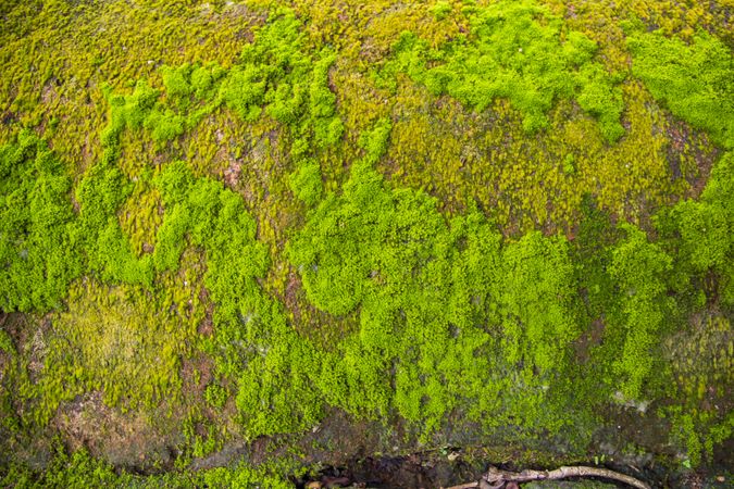 Fungi Green Moss old concrete wall abstract Texture background wallpaper. Rusty, Grungy, Gritty Vintage Background