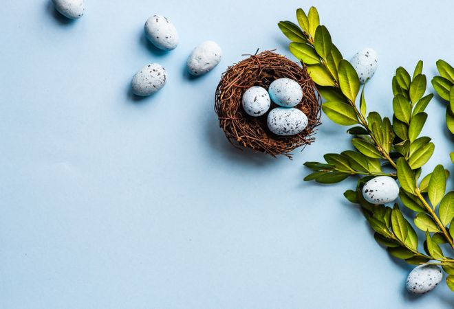 Easter holiday card with spotted eggs in nest and branch on baby blue background