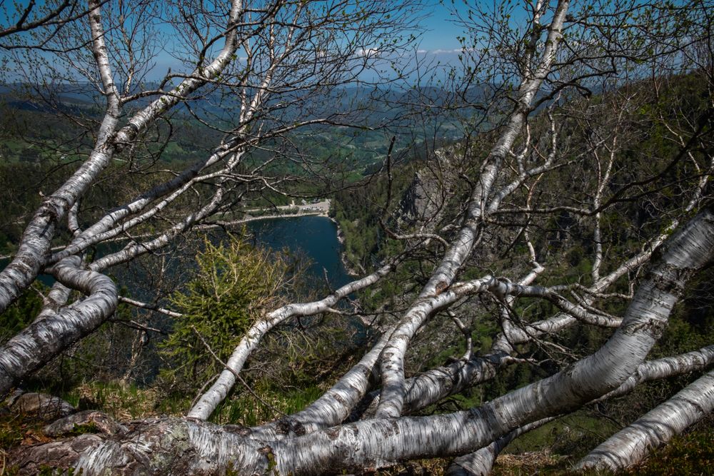 Birches growing above a beautiful lake