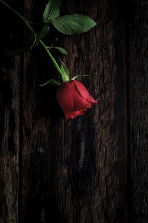 red roses with dark background