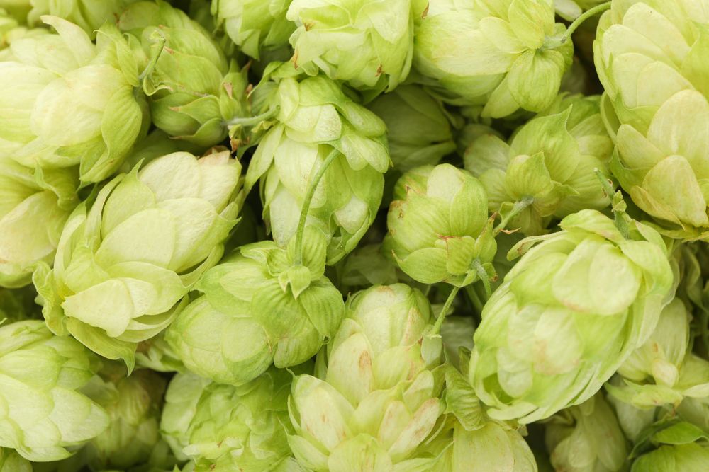 Fresh green hop on whole background, close up