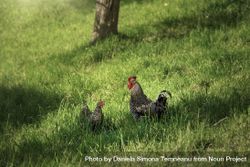 Gray rooster and hen in green grass 5ldLV5