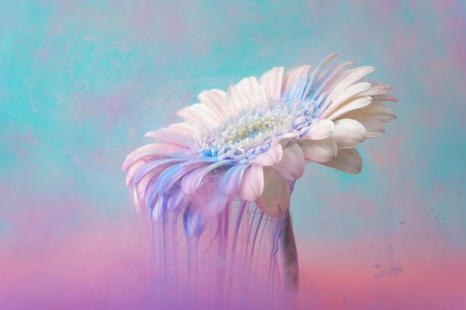 Daisy flower with pastel blue and pink ink